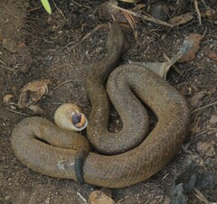 Tropidophis curtus
