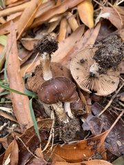 Agaricales