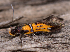 Schiffermuelleria schaefferella