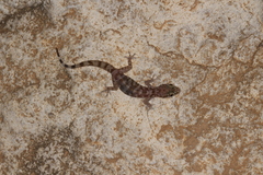Hemidactylus paucituberculatus