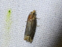 Eucosma ochroterminana