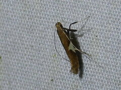 Caloptilia stigmatella