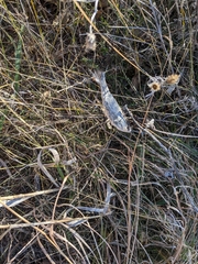 Asclepias
