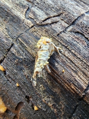 Akanthomyces tuberculatus