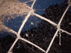 Stegodyphus sarasinorum