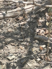 Medopheos edracanthus