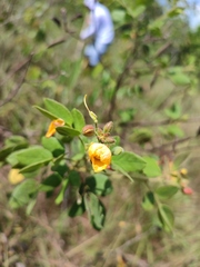 Cassiinae