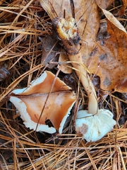 Rhodocollybia butyracea