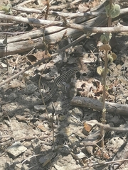 Medopheos edracanthus