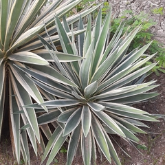 Agave angustifolia