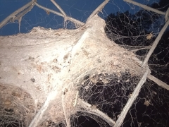 Stegodyphus sarasinorum