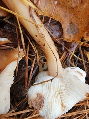 Rhodocollybia butyracea
