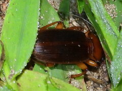 Harpalus erraticus