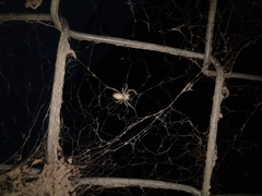 Stegodyphus sarasinorum