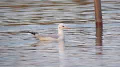 Chroicocephalus genei