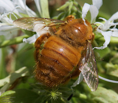 Xylocopa griswoldi