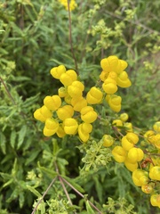 Calceolaria thyrsiflora