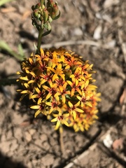 Quinchamalium chilense