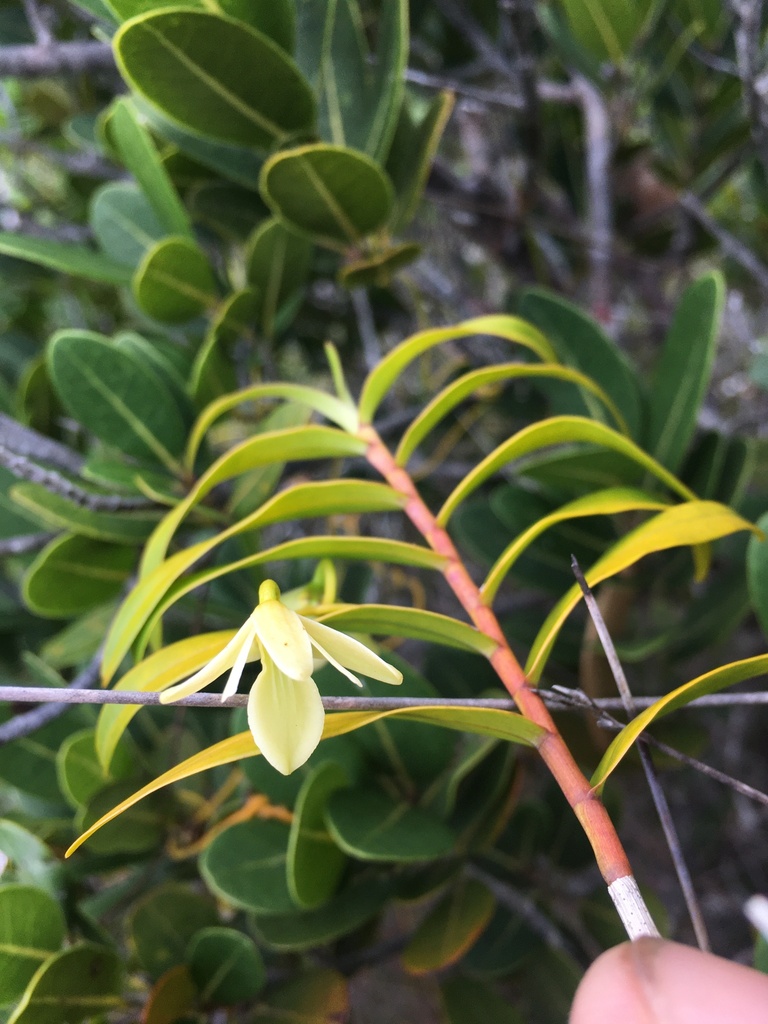 Dendrobium polycladium Rchb.f. 2