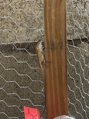 Anolis sagrei