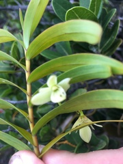 Dendrobium polycladium