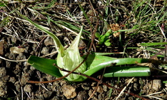 Colchicum striatum