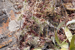 Opuntia pubescens