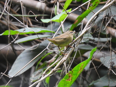 Phylloscopus schwarzi