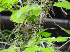 Phylloscopus schwarzi