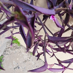 Tradescantia pallida