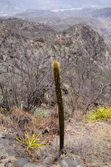 Cleistocactus tominensis
