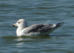 Larus armenicus