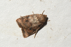 Anathix puta