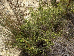 Passerina rigida