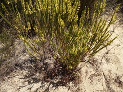 Struthiola striata