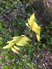 Dendrobium polycladium