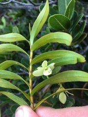 Dendrobium polycladium