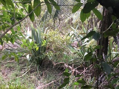 Phormium tenax