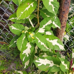 Graptophyllum pictum