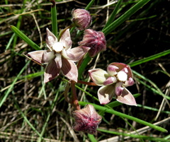 Asclepias cucullata