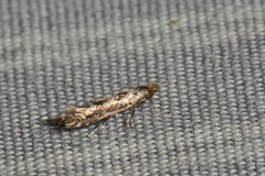 Phyllonorycter nipigon
