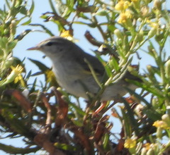 Phylloscopus