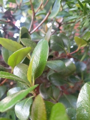 Escallonia illinita