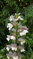 Acanthus mollis