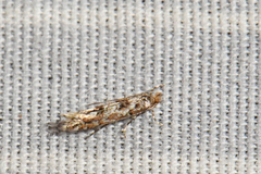 Phyllonorycter nipigon