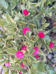 Mesembryanthemum cordifolium