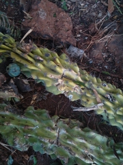 Cereus hildmannianus