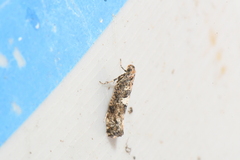 Acrolepiopsis assectella