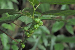 Begonia longifolia