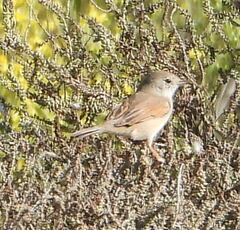 Curruca conspicillata